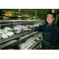 Automatic Poultry Equipment for Laying Hens (A3L120)